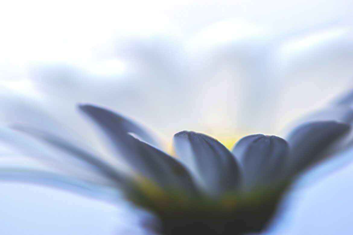 flower-ge64d80aba_1920